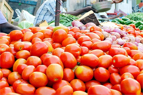 Tomato Growing Prices