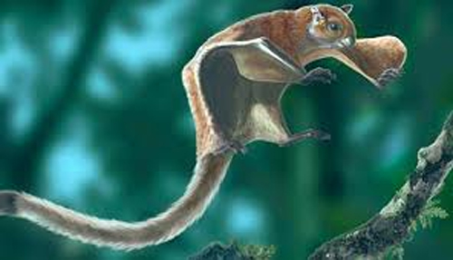 Uttarakhand is home to 5 Species of Flying Squirrels