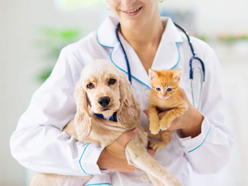 Pet Insurance In India