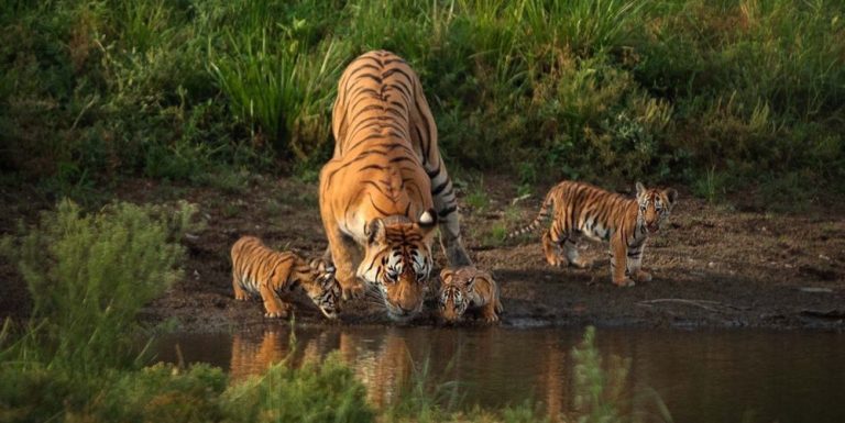 Collarwali : A Tigress who attained the tag of Super Mom died after 16 years