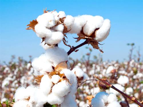 सीएआई ने 5 लाख गांठ घटाया Cotton Production का अनुमान