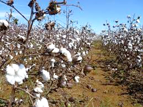 Cotton Production : हरियाणा में 19.25 लाख एकड़ कपास के उत्पादन का लक्ष्य