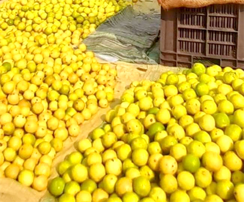 Lemon Price Hike : एक महीने में नींबू के दाम 70 से 400 रुपए तक पहुंचे