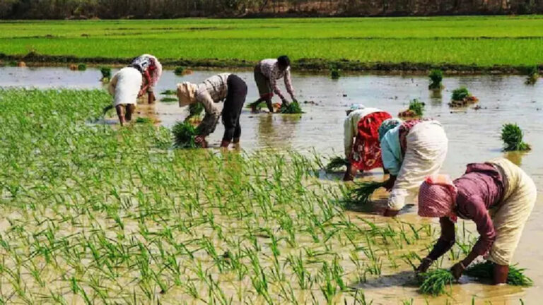 कैबिनेट फैसला: अल्पकालिक कृषि ऋण में किसानों को मिली छूट, ECLGS की सीमा बढ़ी